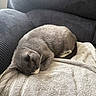 cat, gray_cat, sleeping, towel, couch, indoor, pet, feline, resting, cozy, fur, whiskers, relaxation, home, comfort, animal, nap, domestic_cat, soft, curled_up
