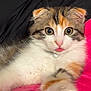 cat, calico, kitten, tongue_out, fur, whiskers, eyes, pink_nose, collar, pet, cute, domestic_animal, feline, resting, closeup, indoor, soft, colorful, animal, young