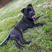 Zues joined the competition — help win amazing prizes! dog, black_dog, grass, leash, outdoor, pet, canine, smiling, happy, animal, nature, playful, fence, summer, sunlight, yard, muzzle, ears, tongue, paw