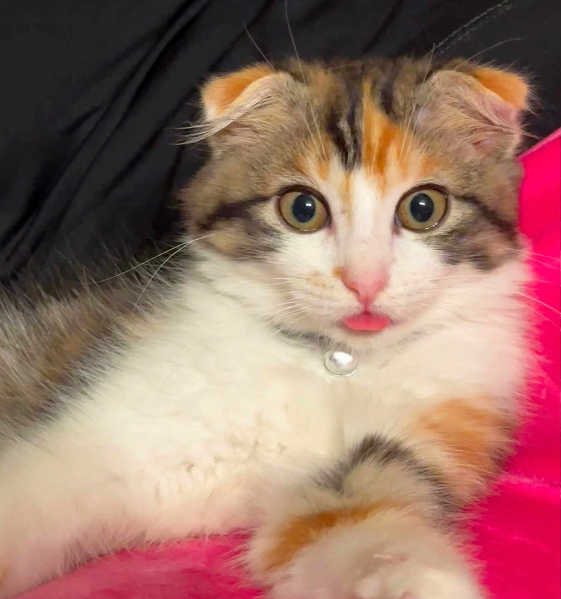 Mochi joined the competition — help win amazing prizes! cat, calico, kitten, tongue_out, fur, whiskers, eyes, pink_nose, collar, pet, cute, domestic_animal, feline, resting, closeup, indoor, soft, colorful, animal, young