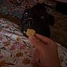 dog, black_dog, pet, treat, hand, bed, blanket, quilt, indoor, animal, mouth, nose, fur, cute, anticipation, expression, closeup, carpet, room, human_hand