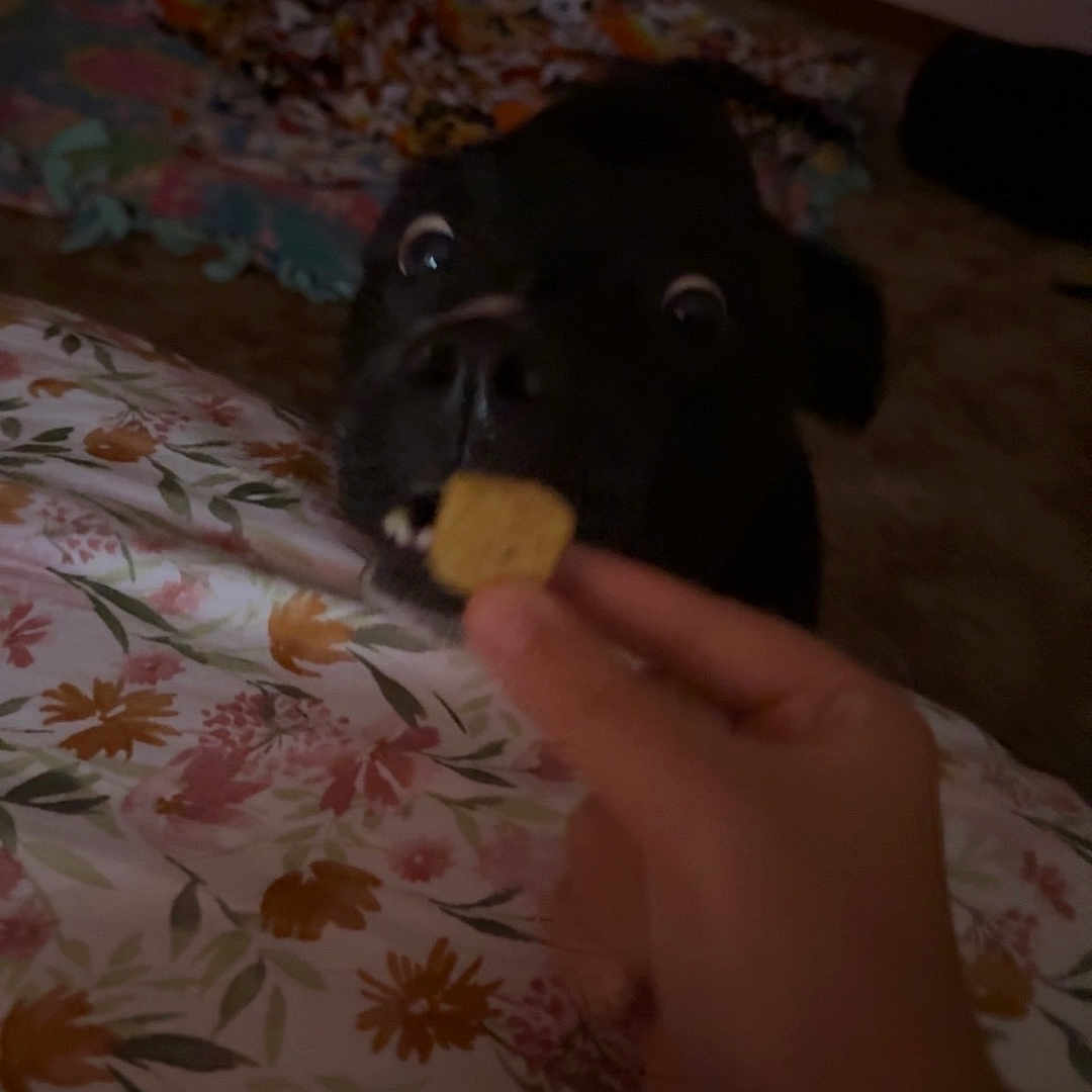 Maggie joined the competition — help win amazing prizes! dog, black_dog, pet, treat, hand, bed, blanket, quilt, indoor, animal, mouth, nose, fur, cute, anticipation, expression, closeup, carpet, room, human_hand
