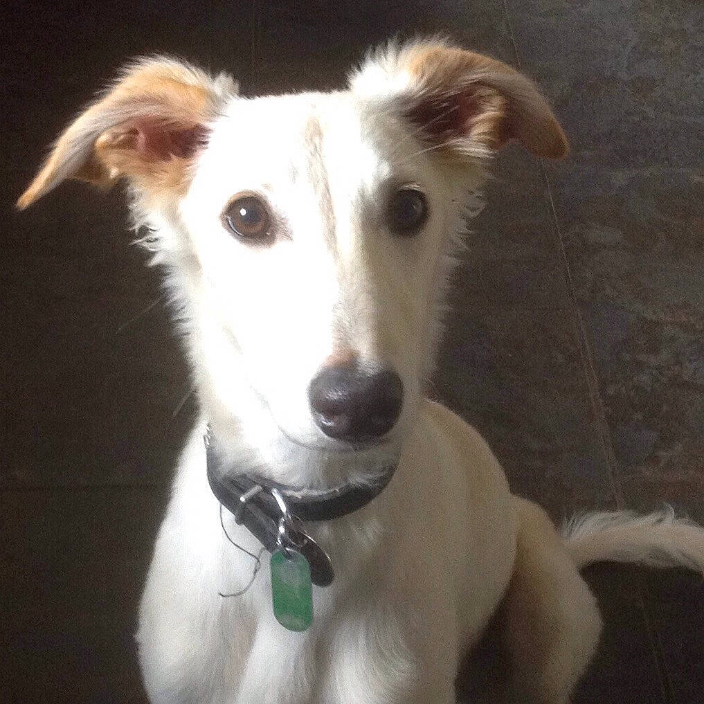 Tilda is registered to the contest to win money with this photo: canidae, carnivore, collar, companion_dog, dog, dog_breed, dog_collar, dog_supply, ear, eye, fawn, fur, jaw, pet_supply, snout, sporting_group, terrestrial_animal, whiskers, working_animal, working_dog