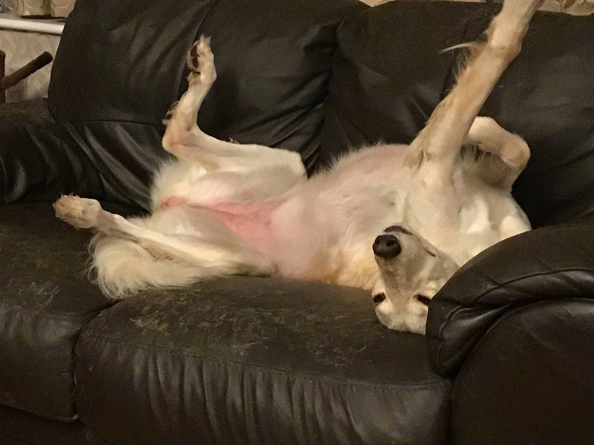 Tilda is registered to the contest to win money with this photo: canidae, carnivore, comfort, companion_dog, couch, dog, dog_breed, ear, fawn, felidae, fur, linens, paw, small_to_medium_sized_cats, snout, sporting_group, tail, terrestrial_animal, whiskers, working_animal