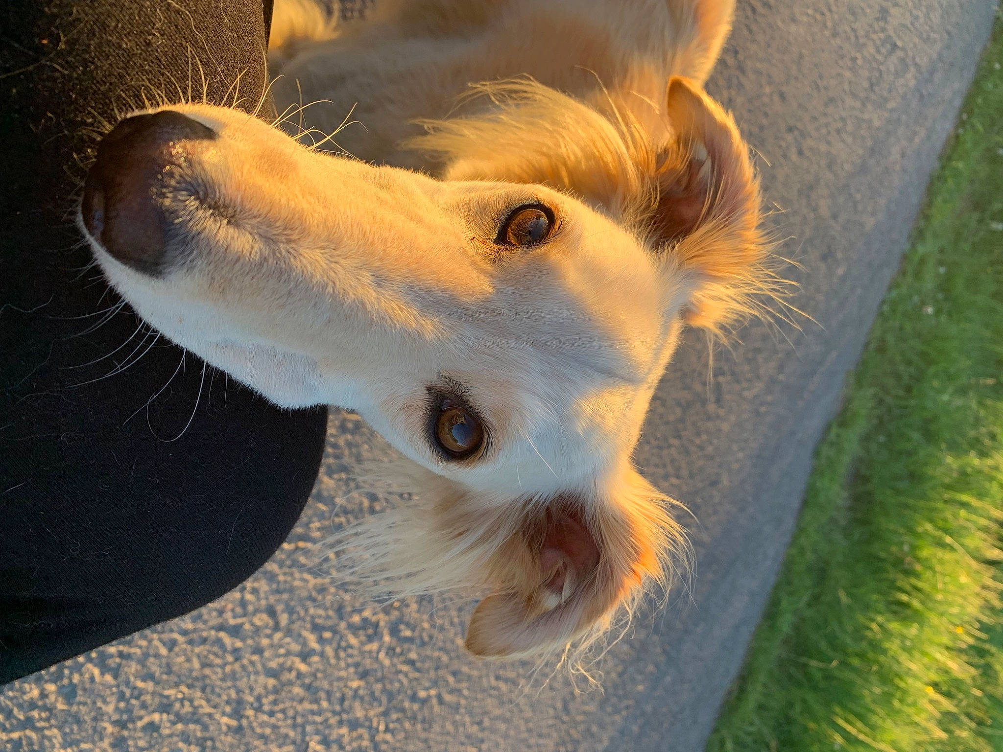 Tilda is registered to the contest to win money with this photo: canidae, carnivore, companion_dog, dog_breed, ear, eyelash, fang, fawn, felidae, fur, grass, paw, small_to_medium_sized_cats, snout, sporting_group, tail, terrestrial_animal, whiskers, wildlife, working_animal