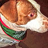 Nylah Luna Deese is registered to the contest to win money with this photo: animal, bandana, brown_and_white, canine, close_up, collar, dog, domestic_animal, festive, flash, fur, indoor, leash, muzzle, paw, pet, portrait, red_eye, side_view, snout