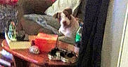 Nylah Luna Deese is registered to the contest to win money with this photo: blanket, blur, bottle, casual, coffee_table, couch, cozy, cushion, dog, domestic, furniture, grainy, household_item, indoor, living_room, pet, pillow, relaxing, slippers, wooden_table