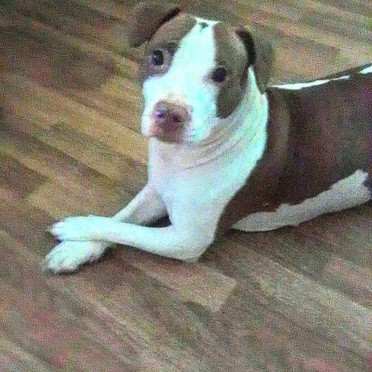 Nylah Luna Deese joined the competition — help win amazing prizes! animal, brown, canine, companion, crossed_paws, curious, cute, dog, domestic_animal, floor, household, indoor, looking_at_camera, lying_down, mammal, pet, portrait, resting, white, wooden_floor