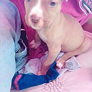 Luna Rosie Deese is registered to the contest to win money with this photo: animal, baby, bed, bedroom, blanket, canine, cushion, dog, face, furniture, head, homedecor, hound, indoors, person, pet, photography, portrait, puppy, room