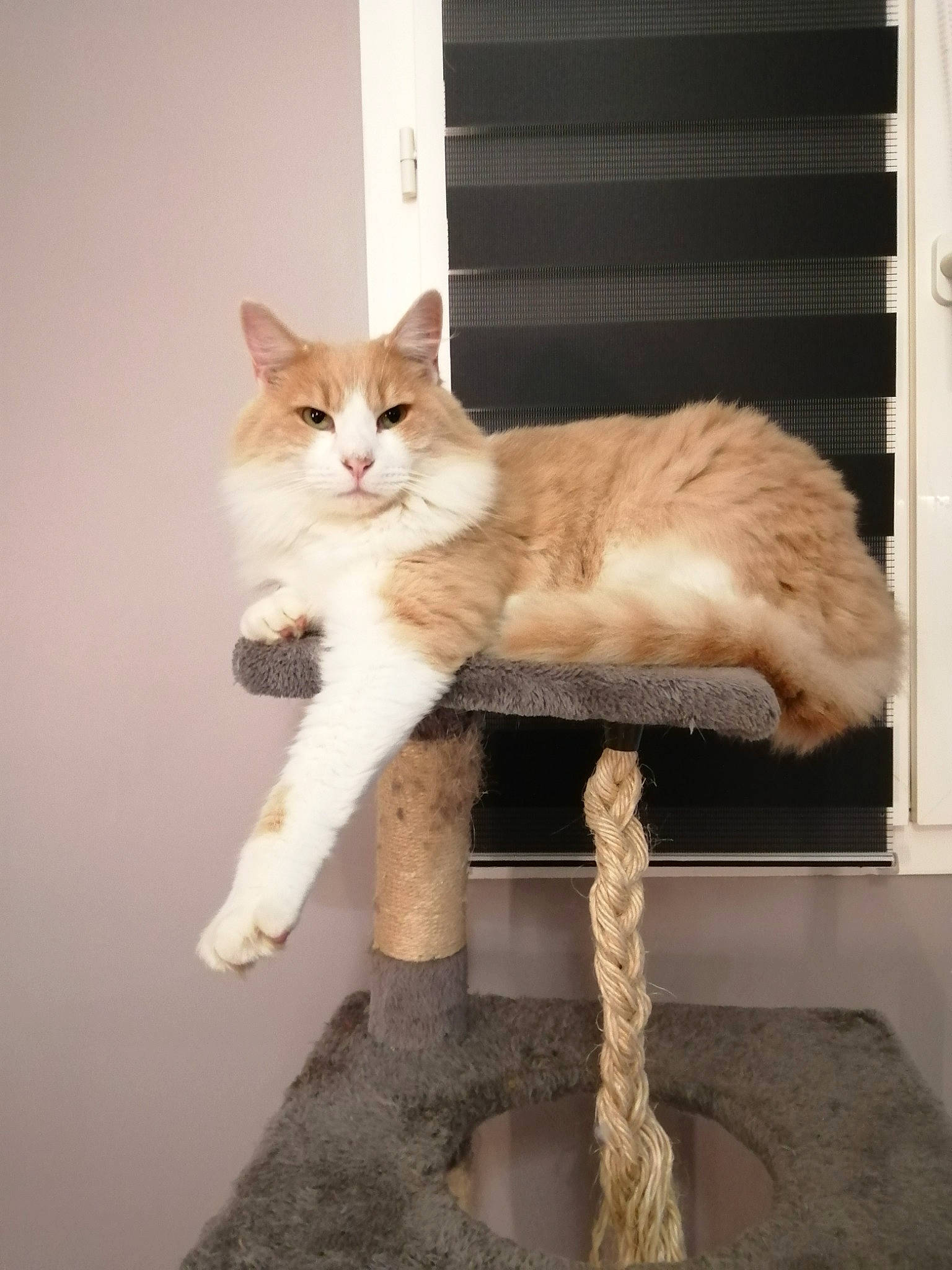 Robert a rejoint le concours — aidez-le/la à gagner de superbes lots ! art, carnivore, cat, cat_furniture, cat_supply, claw, comfort, domestic_short_haired_cat, fawn, felidae, fur, paw, small_to_medium_sized_cats, tail, whiskers, window, wood