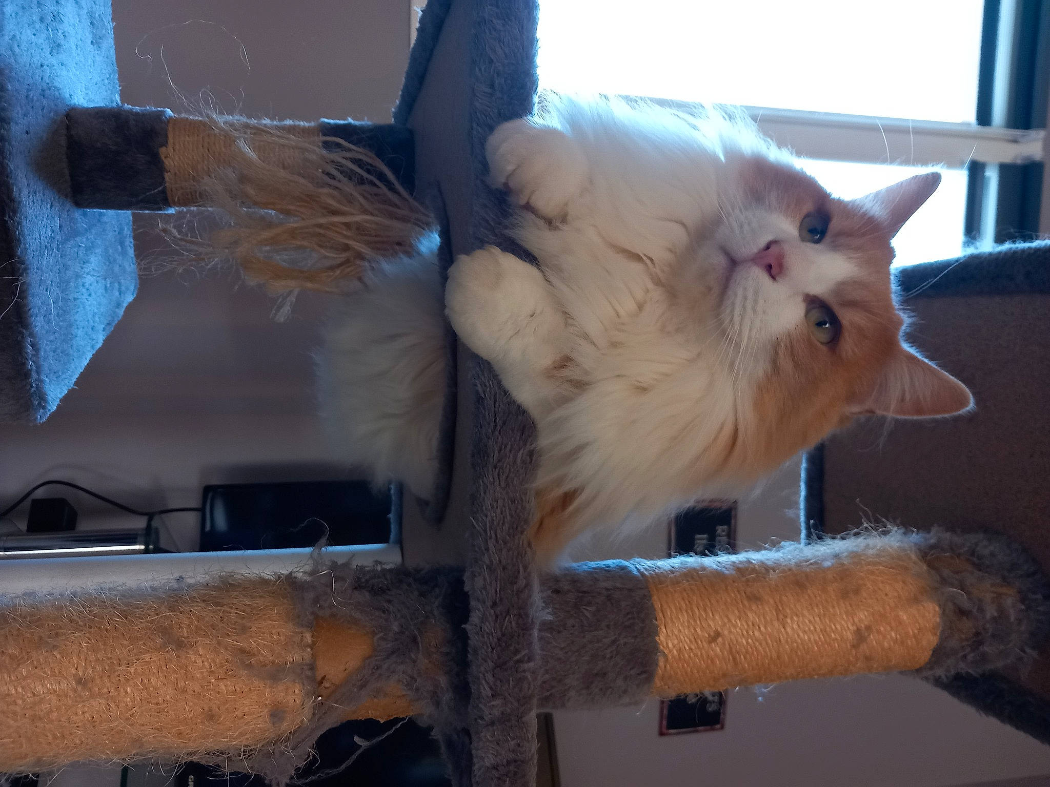 Robert participe au concours pour gagner de l'argent avec cette photo : animal_shelter, canidae, carnivore, cat, domestic_short_haired_cat, fawn, felidae, fur, paw, plant, small_to_medium_sized_cats, snout, tail, whiskers, window, wood