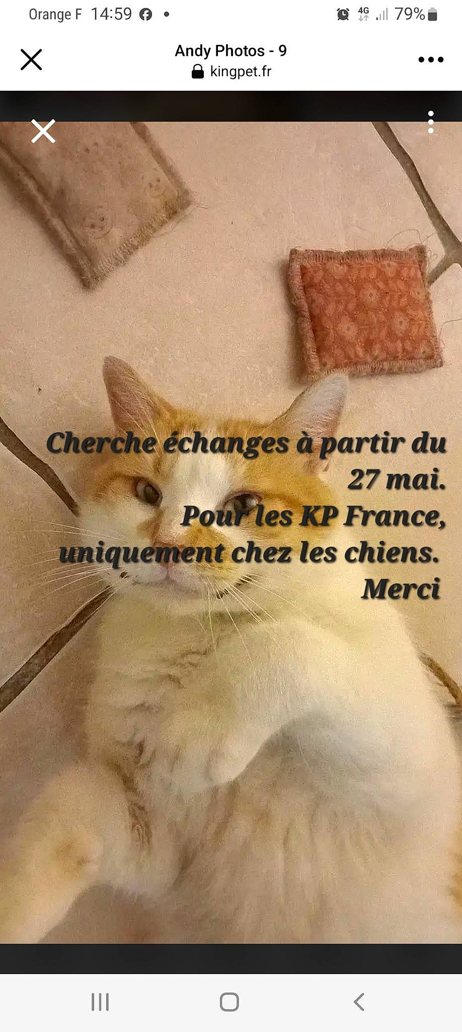 Andy participe au concours pour gagner de l'argent avec cette photo : companion_dog, eyelash, fawn, felidae, font, fur, happy, ingredient, jaw, linens, paper_product, pattern, paw, peach, photo_caption, recipe, rectangle, snout, terrestrial_animal, wool