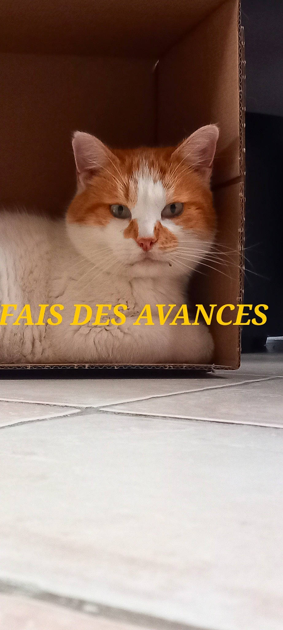 Andy a rejoint le concours — aidez-le/la à gagner de superbes lots ! box, cardboard, carnivore, cat, comfort, domestic_short_haired_cat, felidae, flooring, font, fur, paw, pet_supply, photo_caption, rectangle, small_to_medium_sized_cats, snout, tail, whiskers, window, wood
