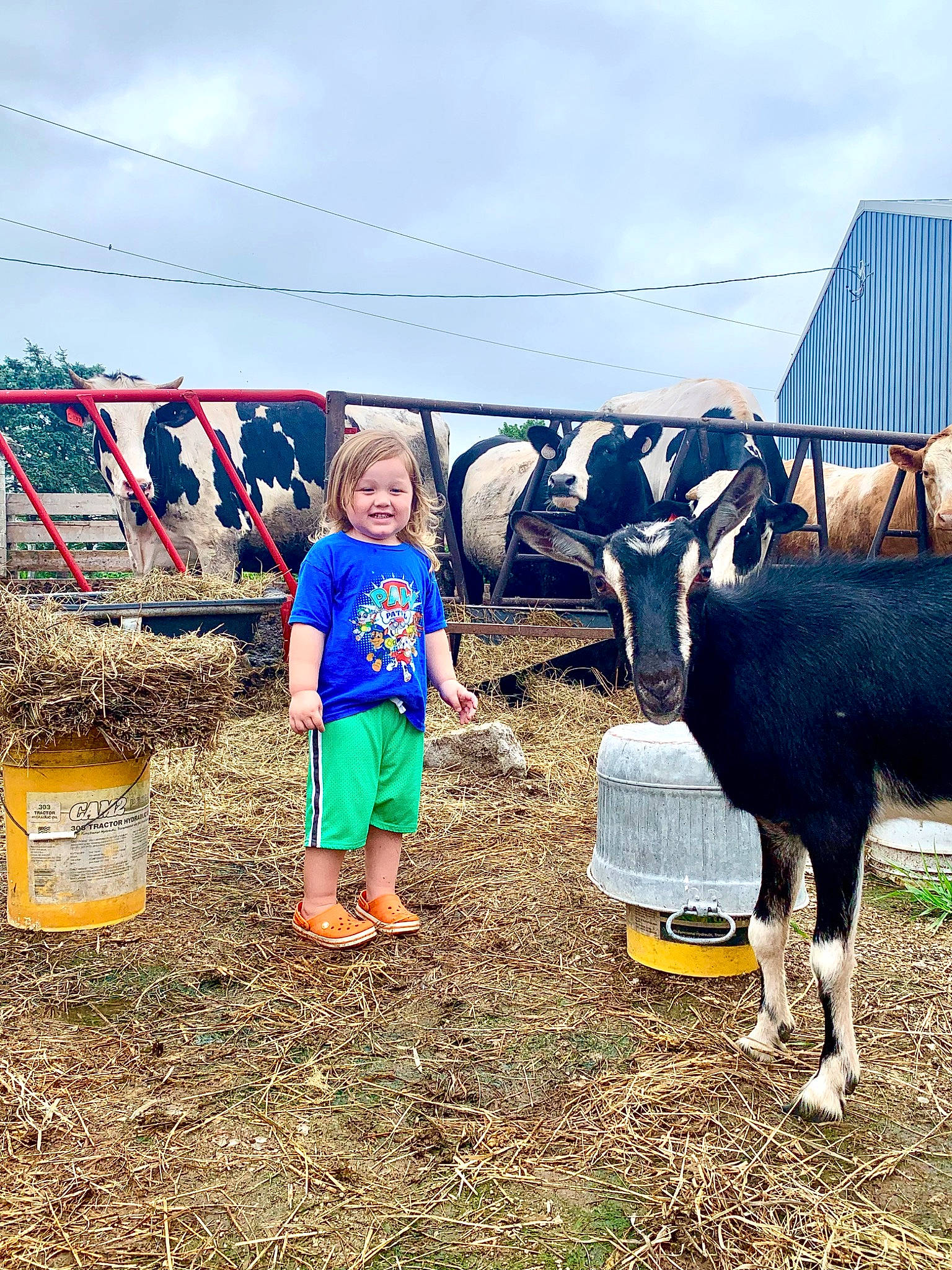 Julian joined the competition — help win amazing prizes! bovine, cloud, event, fun, grass, grassland, happy, joy, landscape, leisure, livestock, pasture, people_in_nature, person, rural_area, sky, smile, soil, t_shirt, toddler