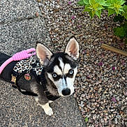 Princess is registered to the contest to win money with this photo: dog, puppy, husky, siberian_husky, blue_eyes, black_and_white, pointed_ears, harness, leash, pink_leash, outdoor, garden, stone_path, pebbles, plants, greenery, portrait, looking_up, pet, cute