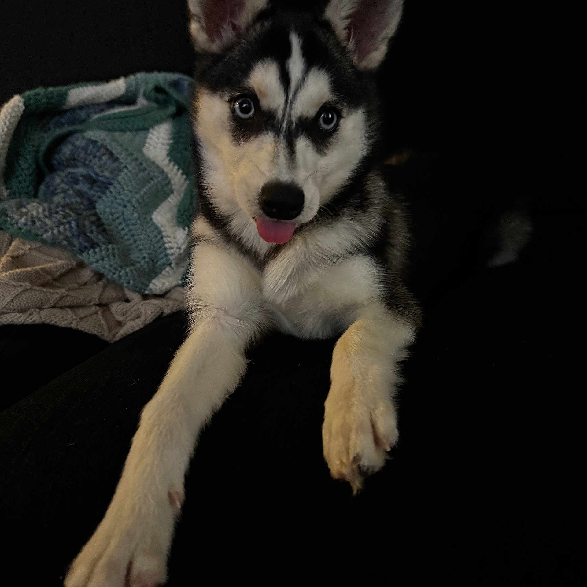 Princess is registered to the contest to win money with this photo: dog, puppy, husky, siberian_husky, black_and_white, blue_eyes, tongue_out, sitting, couch, blanket, indoor, pet, animal, portrait, fluffy, fur, ears, paws, cute, cozy