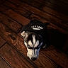 Princess is registered to the contest to win money with this photo: dog, puppy, husky, siberian_husky, black_and_white, blue_eyes, pet, animal, canine, wearing_hat, costume, portrait, indoors, wooden_floor, hardwood, looking_at_camera, close_up, dark_lighting, cute, funny