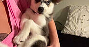 Princess is registered to the contest to win money with this photo: puppy, dog, husky, pet, animal, person, woman, cuddling, holding, sitting, indoors, couch, pillow, pink_shirt, black_and_white, fluffy, ears, blue_eyes, portrait, home