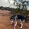 Princess joined the competition — help win amazing prizes! dog, husky, canine, pet, outdoors, desert, trail, hiking, rocky_ground, mountains, shrubs, trees, sky, clouds, leash, harness, leopard_print, pink_leash, black_and_white, landscape