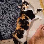 Gomette a rejoint le concours — aidez-le/la à gagner de superbes lots ! cat, calico_cat, floor, rug, indoor, pet, animal, barefoot, human_foot, wooden_floor, curious, relaxed, lying_down, texture, home, domestic, fur, whiskers, playful, companion