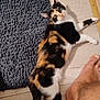 cat, calico_cat, floor, rug, indoor, pet, animal, barefoot, human_foot, wooden_floor, curious, relaxed, lying_down, texture, home, domestic, fur, whiskers, playful, companion