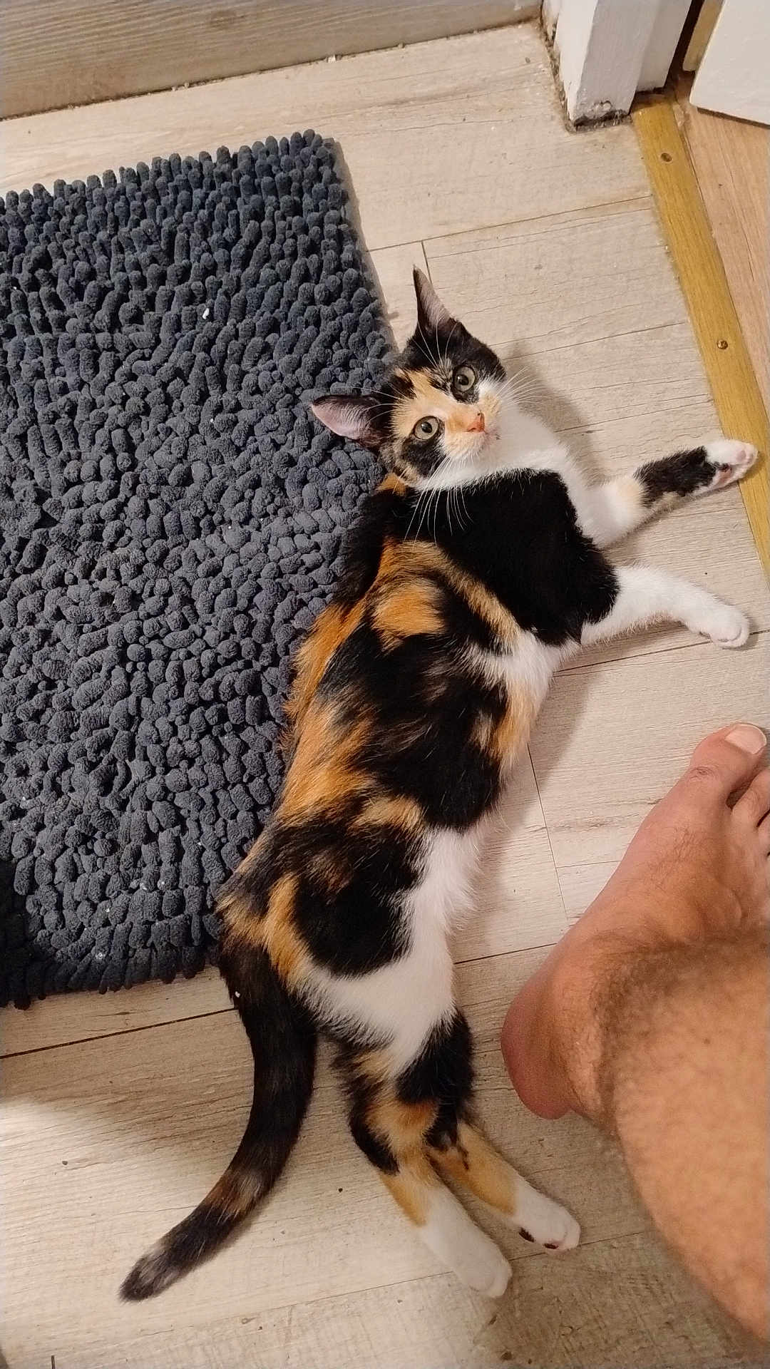 Gomette a rejoint le concours — aidez-le/la à gagner de superbes lots ! cat, calico_cat, floor, rug, indoor, pet, animal, barefoot, human_foot, wooden_floor, curious, relaxed, lying_down, texture, home, domestic, fur, whiskers, playful, companion