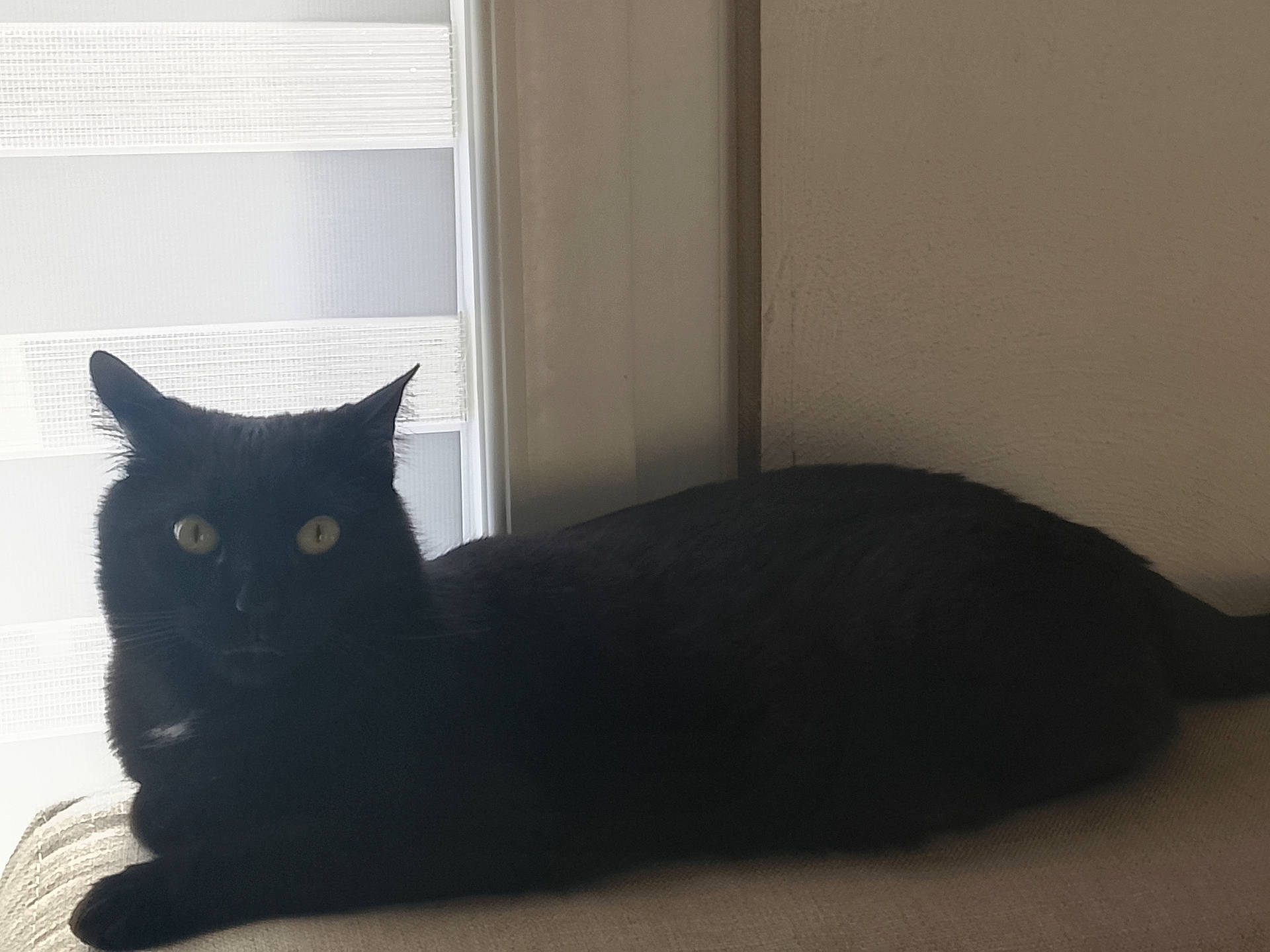 Chadow a rejoint le concours — aidez-le/la à gagner de superbes lots ! animal, black_cat, blinds, cat, cozy, cute, domestic_animal, ears, feline, fur, indoor, light, looking, pet, relaxing, resting, shadow, whiskers, window, yellow_eyes
