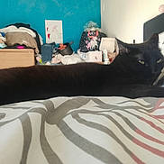 Chadow a rejoint le concours — aidez-le/la à gagner de superbes lots ! cat, black_cat, bed, bedding, pattern, indoor, furniture, clothes, folded_clothes, wall, blue_wall, pillow, resting, pet, animal, relaxed, household_items, room, cozy, sleepy