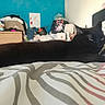 Chadow participe au concours pour gagner de l'argent avec cette photo : black_cat, cat, bed, bedspread, patterned_bedspread, furniture, clutter, clothes, folded_clothes, blue_wall, bedroom, indoor, resting_cat, animal, pet, headboard, pillow, sleepy_cat, relaxed, cozy