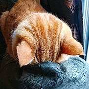 Poté participe au concours pour gagner de l'argent avec cette photo : animal, armrest, background, cat, closeup, cracked_leather, curtain, ears, fur, furniture, ginger_cat, head, indoor, leather, orange, pet, resting, soft, texture, window