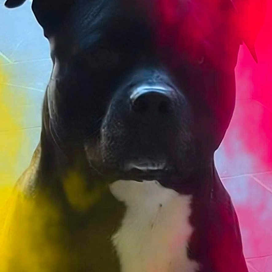 Canaille participe au concours pour gagner de l'argent avec cette photo : animal, black_dog, canine, closeup, colored_smoke, dog, dramatic_lighting, ears, face, fur, indoors, mysterious, pet, portrait, red_smoke, shadow, smoke, snout, white_chest, yellow_smoke