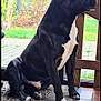 Canaille a rejoint le concours — aidez-le/la à gagner de superbes lots ! dog, black_dog, white_chest, sitting, mat, indoor, glass_door, garden, tree, grass, trampoline, tile_floor, pet, canine, looking_outside, daylight, calm, domestic, house, window