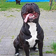 Canaille participe au concours pour gagner de l'argent avec cette photo : dog, black_dog, white_chest, tongue_out, happy, sitting, pavement, grass, backyard, blue_pool, small_dog, outdoor, pet, playful, canine, daytime, nature, animal, funny_expression, summer