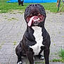 dog, black_dog, white_chest, tongue_out, happy, sitting, pavement, grass, backyard, blue_pool, small_dog, outdoor, pet, playful, canine, daytime, nature, animal, funny_expression, summer