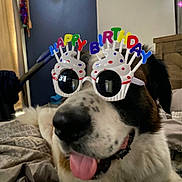 King is registered to the contest to win money with this photo: dog, birthday, glasses, indoor, bed, tongue_out, happy, pet, canine, costume, celebration, colorful, closeup, fur, animal, cute, resting, funny, accessory, party