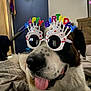 dog, birthday, glasses, indoor, bed, tongue_out, happy, pet, canine, costume, celebration, colorful, closeup, fur, animal, cute, resting, funny, accessory, party
