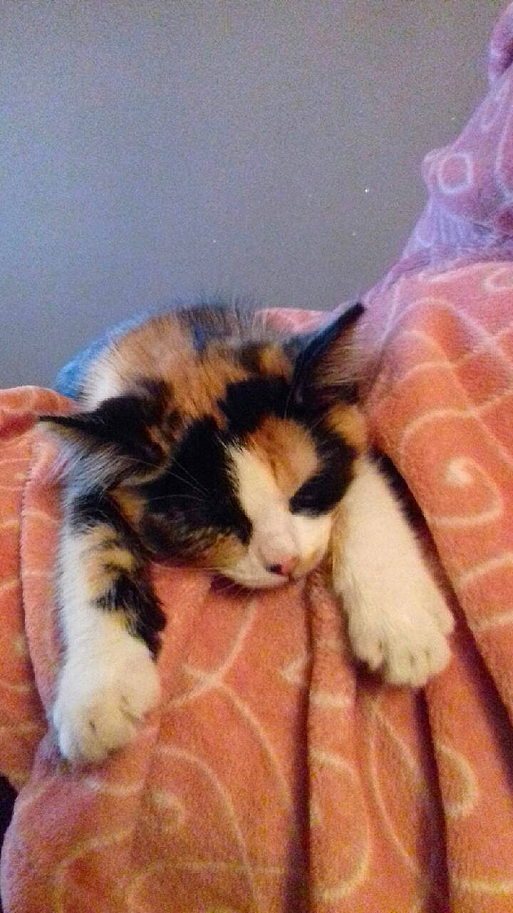 Plume participe au concours pour gagner de l'argent avec cette photo : carnivore, cat, ear, felidae, fur, kitten, maine_coon, mammal, polydactyl_cat, small_to_medium_sized_cats, tail, whiskers