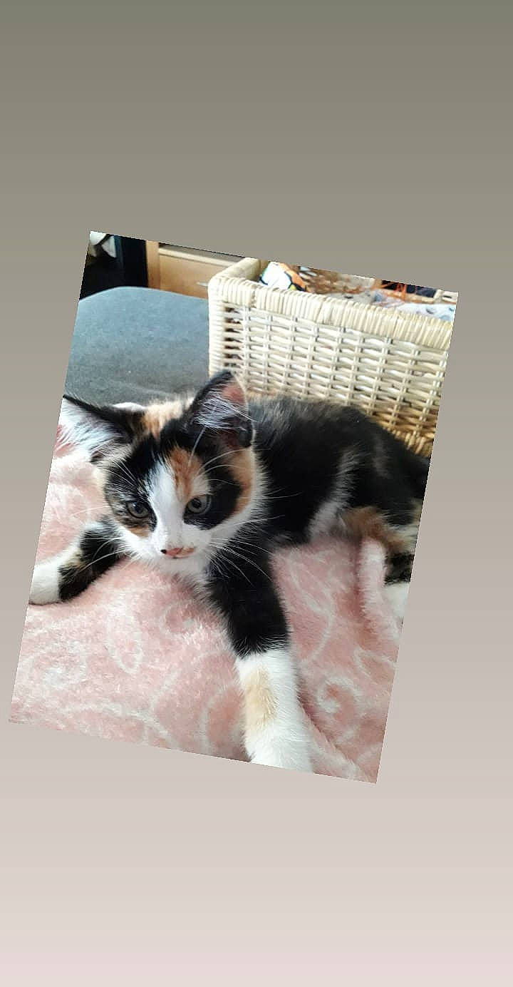 Plume a rejoint le concours — aidez-le/la à gagner de superbes lots ! carnivore, cat, domestic_short_haired_cat, european_shorthair, felidae, fur, kitten, small_to_medium_sized_cats, whiskers