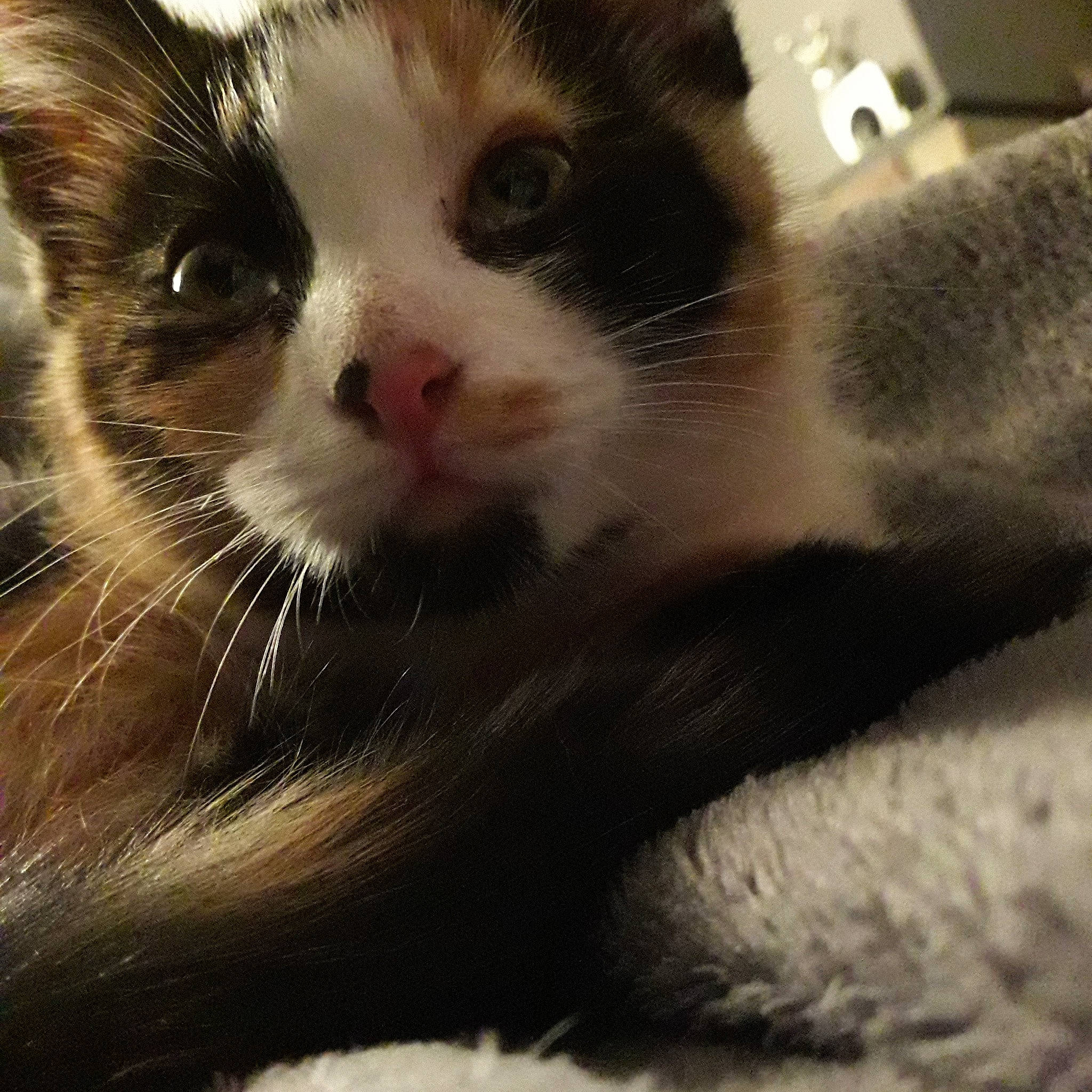 Plume participe au concours pour gagner de l'argent avec cette photo : aegean_cat, carnivore, cat, close_up, domestic_short_haired_cat, eye, felidae, fur, kitten, mammal, nose, paw, photography, polydactyl_cat, small_to_medium_sized_cats, snout, whiskers