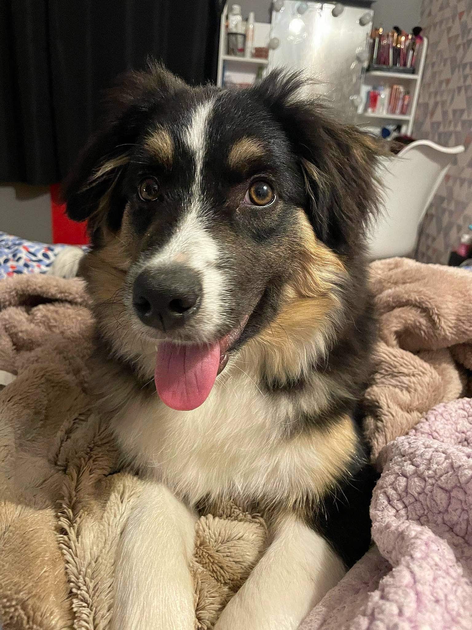 Lou participe au concours pour gagner de l'argent avec cette photo : border_collie, bored, carnivore, companion_dog, dog, dog_breed, fur, herding_dog, shelf, snout, sporting_group, terrestrial_animal, whiskers, working_animal, working_dog