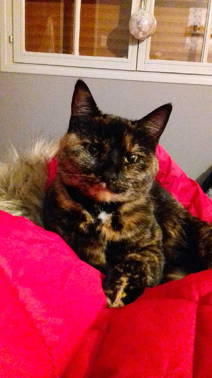 Lou participe au concours pour gagner de l'argent avec cette photo : american_shorthair, asian, carnivore, cat, domestic_short_haired_cat, ear, european_shorthair, felidae, fur, german_rex, kitten, kurilian_bobtail, mammal, small_to_medium_sized_cats, tabby_cat, whiskers