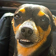 Nitrogylcerin joined the competition — help win amazing prizes! animal, backlighting, black_and_tan, canine, car, close_up, dog, eyes, face, funny, fur, nose, pet, portrait, short_hair, smiling, sunlight, toothy_grin, vehicle_interior, whiskers