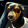 Nitrogylcerin is registered to the contest to win money with this photo: animal, brown_and_black, canine, car, close_up, dog, expressive_face, funny, fur, interior, nose, pet, portrait, seated, small_dog, smiling, sunlight, teeth, vehicle, white_shirt