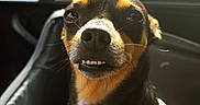 Nitrogylcerin is registered to the contest to win money with this photo: animal, black_and_tan, candid, car, car_interior, close_up, dog, expressive_face, happy, natural_light, pet, portrait, road, seated, short_hair, smiling, sunlight, toothy_grin, vehicle, white_shirt