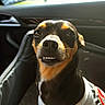 animal, black_and_tan, candid, car, car_interior, close_up, dog, expressive_face, happy, natural_light, pet, portrait, road, seated, short_hair, smiling, sunlight, toothy_grin, vehicle, white_shirt