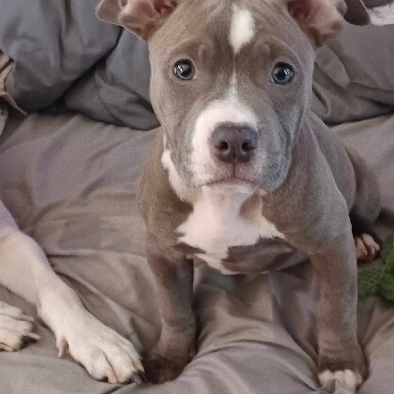 Nala