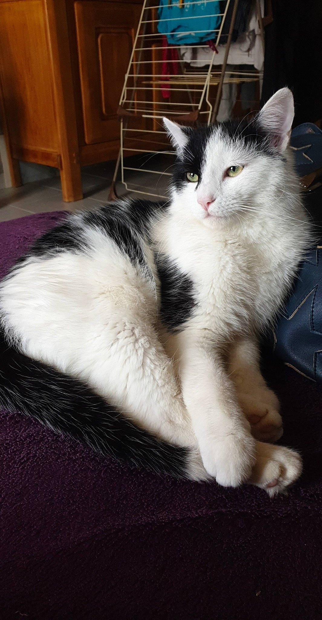 Oréo participe au concours pour gagner de l'argent avec cette photo : box, carnivore, cat, claw, comfort, domestic_short_haired_cat, felidae, foot, fur, hardwood, paw, sitting, small_to_medium_sized_cats, snout, tail, terrestrial_animal, whiskers, window