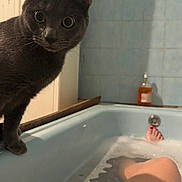 Yoshi a rejoint le concours — aidez-le/la à gagner de superbes lots ! cat, gray_cat, bathtub, bubbles, water, person, foot, leg, bathroom, tiles, curious, pet, animal, domestic, indoor, relaxation, home, closeup, feline, bubble_bath