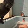 cat, gray_cat, bathtub, bubbles, water, person, foot, leg, bathroom, tiles, curious, pet, animal, domestic, indoor, relaxation, home, closeup, feline, bubble_bath