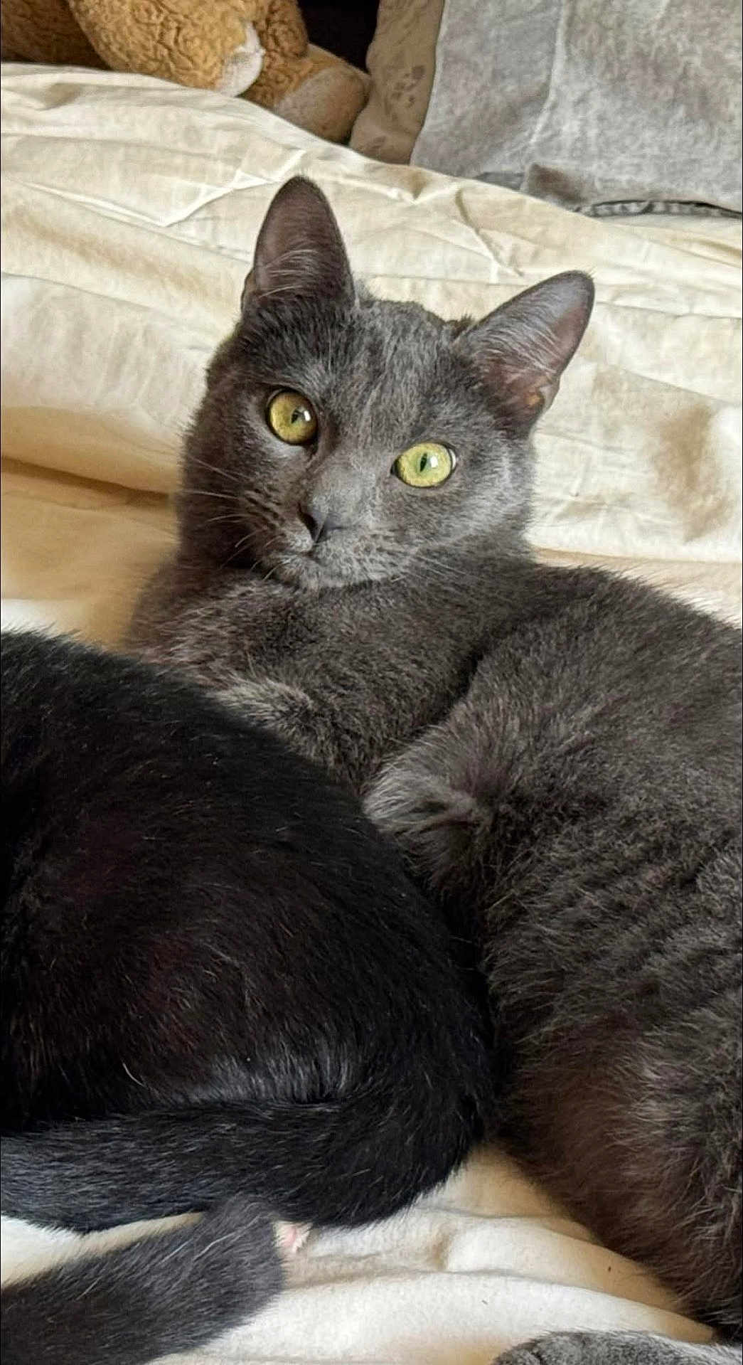 Yoshi participe au concours pour gagner de l'argent avec cette photo : cat, gray_cat, black_cat, bed, bedding, indoor, pet, animal, feline, resting, curious, yellow_eyes, fur, cozy, stuffed_animal, soft, comfort, close_up, portrait, laying_down